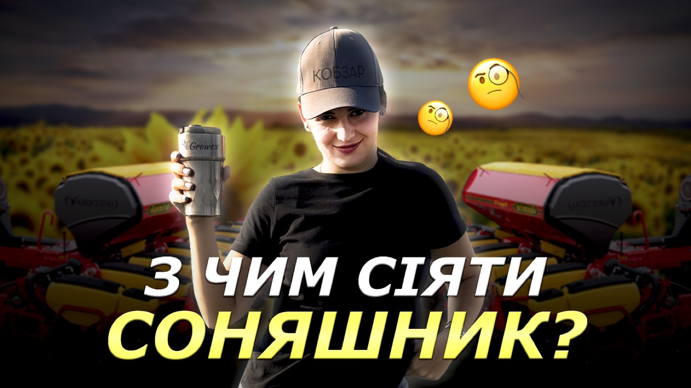 🌻 Соняшник у посуху: з чим сіяти, щоб зійшов і вижив