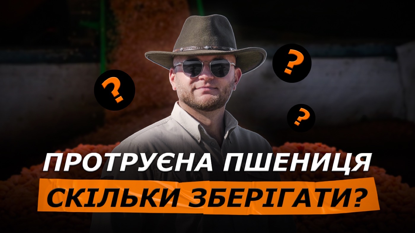 Скільки може лежати протруєна пшениця?