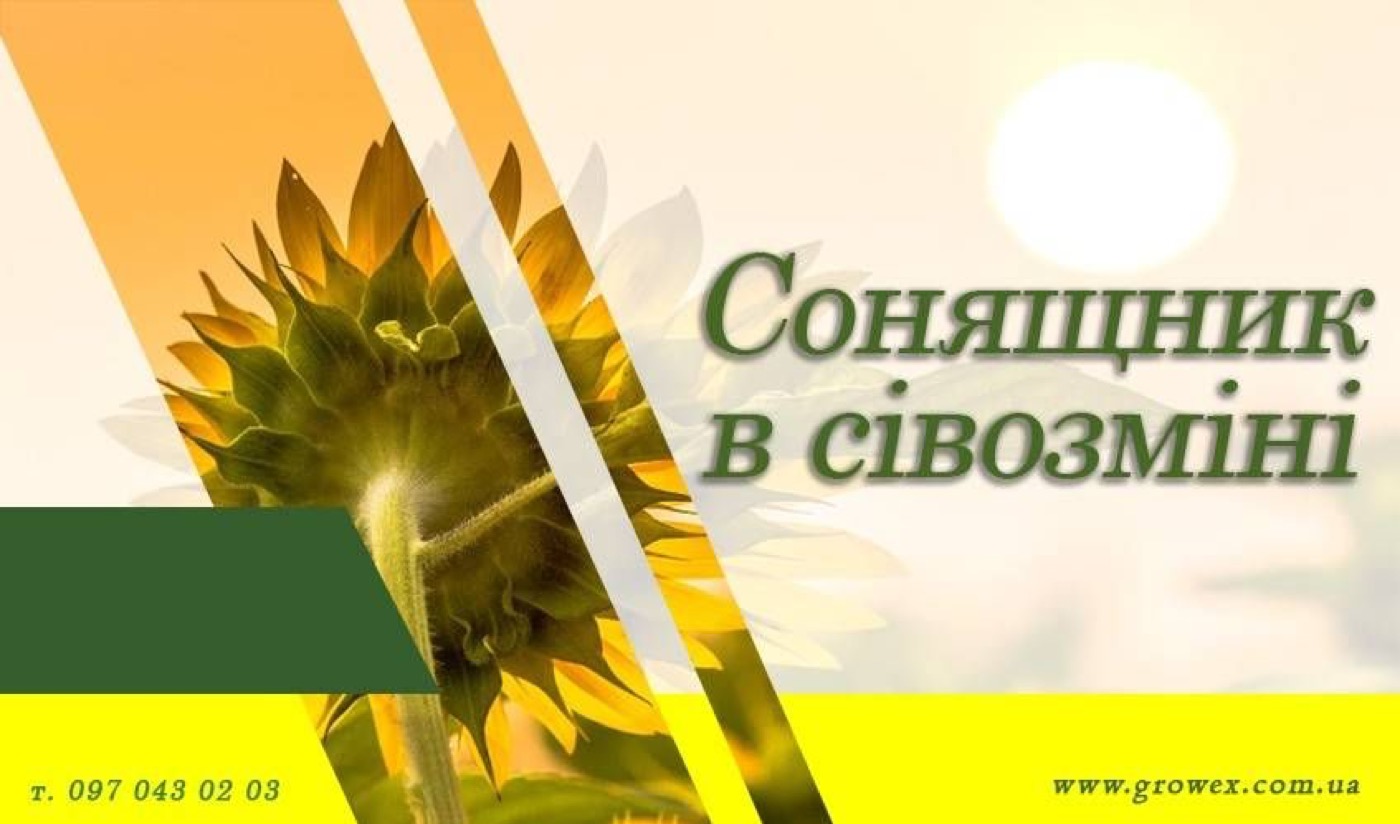 Соняшник в сівозміні