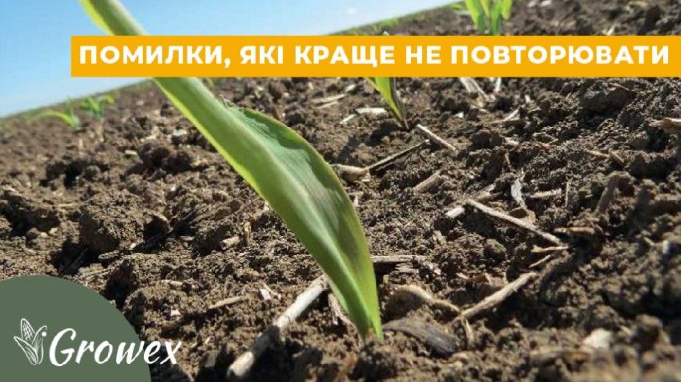 Використання ауксинів на кукурудзі