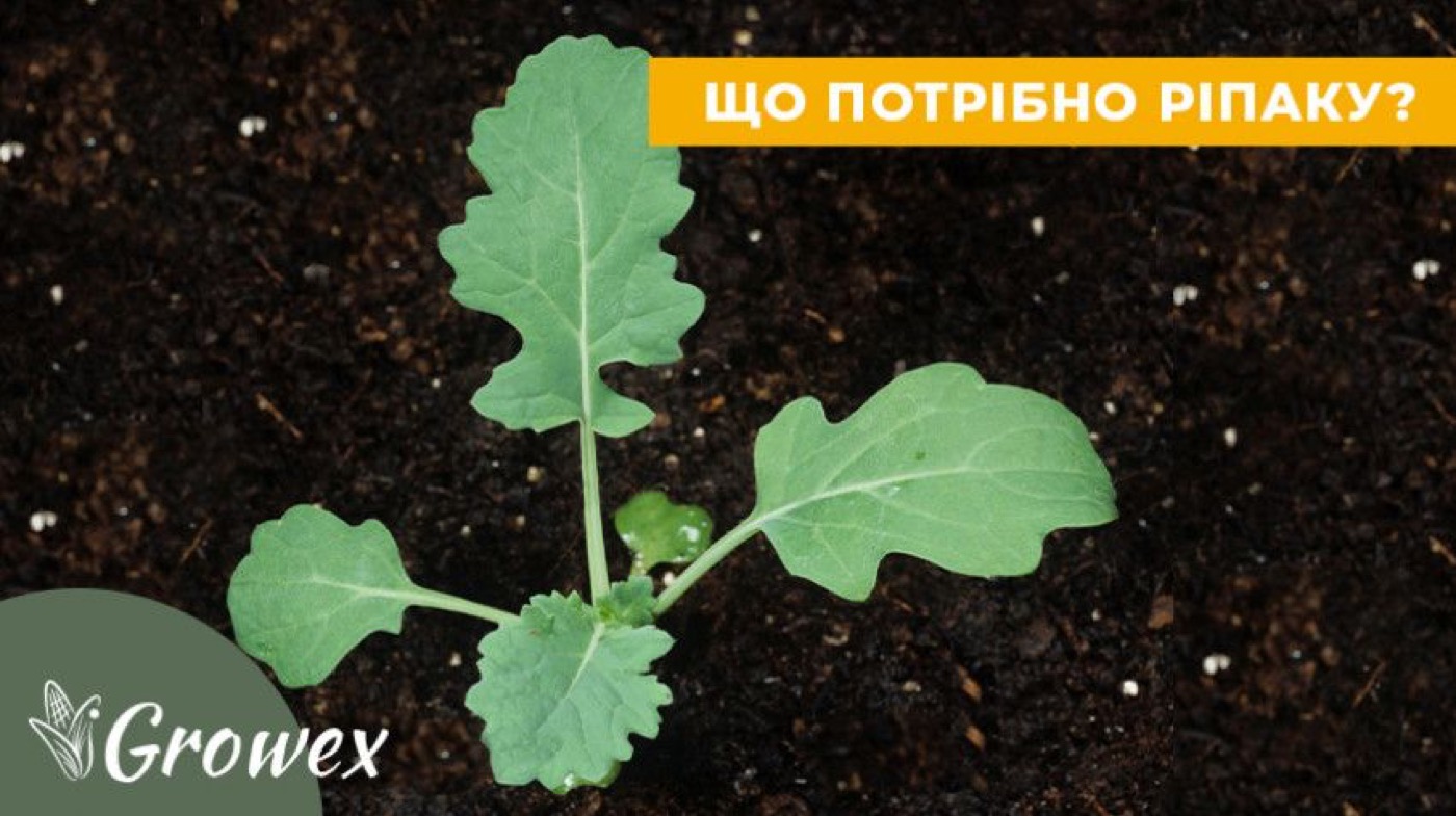 Добрива під ріпак. Коли і які?