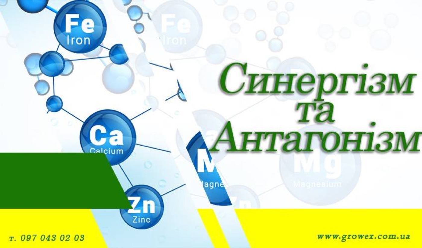 Синергізм та антагонізм