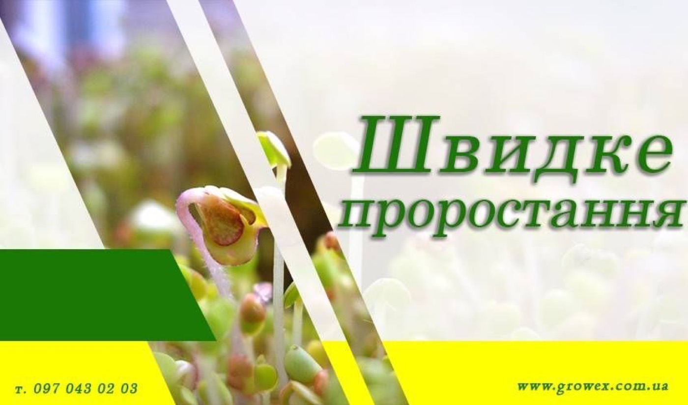 Скільки води потрібно, щоб зерно проросло