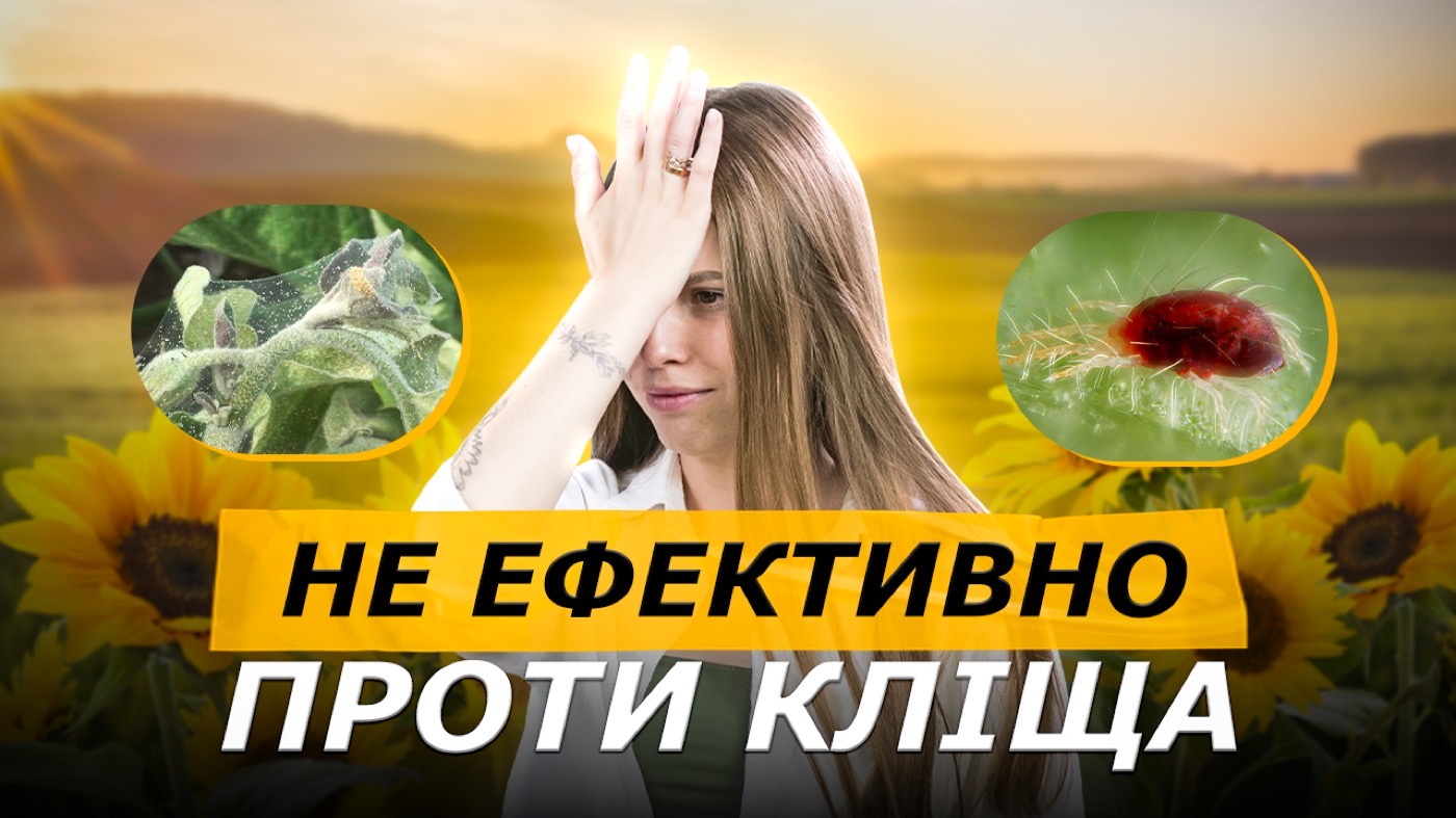 Кліщ на соняшнику: як вберегти врожай у 2025?